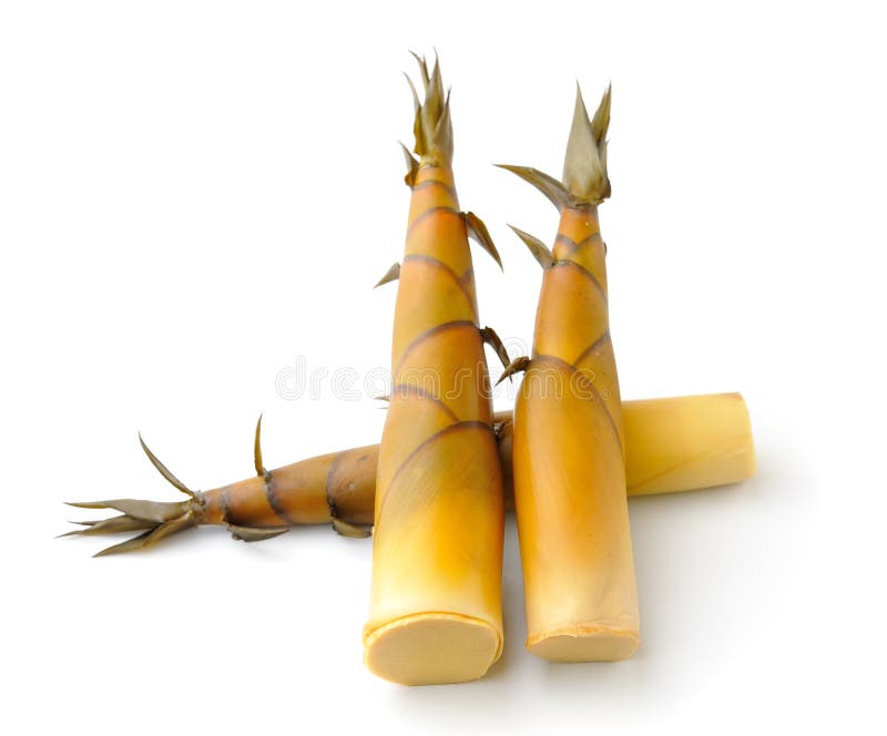 Bamboo shoot stock image. Image of nutrition, vegan, sprout 23897785