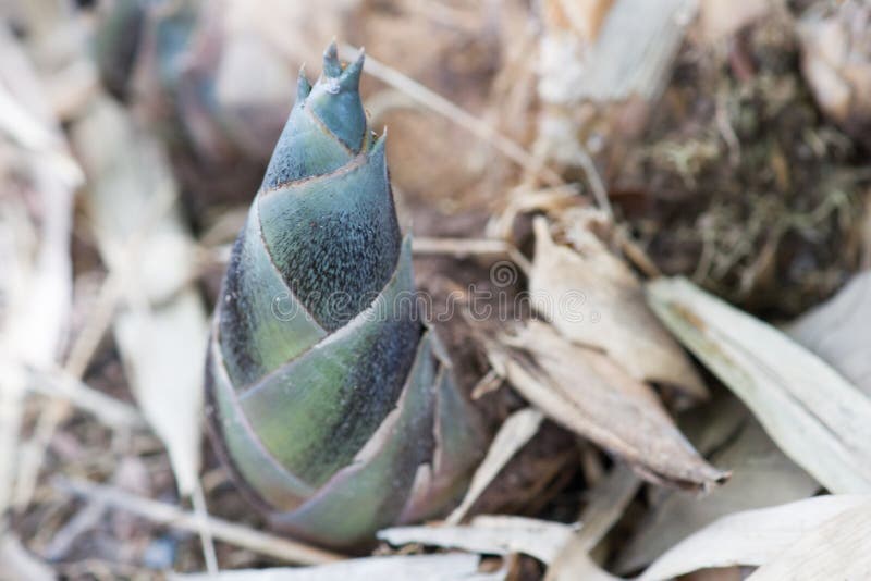 Bamboo shoot stock photo. Image of proficient, vegan 79016782
