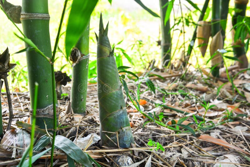 Bamboo Growing In A Fish Pond Stock Image Image of water, reedy 35708275
