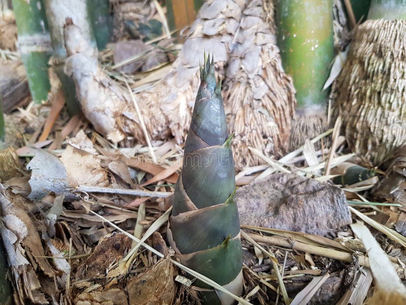 The Bamboo Shoot or Bamboo Sprout Which Grows in the Forest Stock Photo