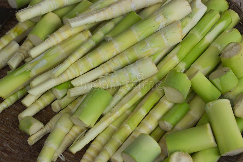 Bamboo shoot stock photo. Image of vagetable, land, food 57008334