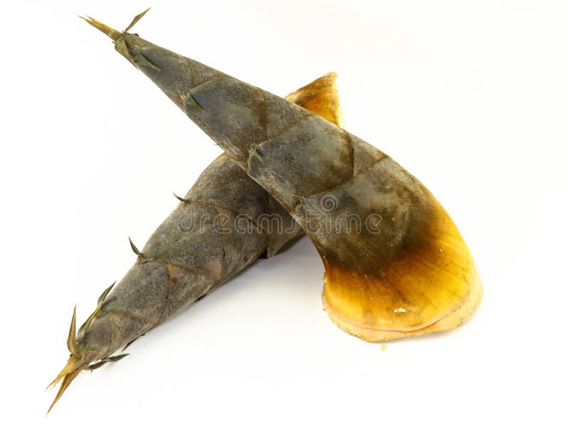 Bamboo shoot in Thailand stock photo. Image of asia, white 43548796