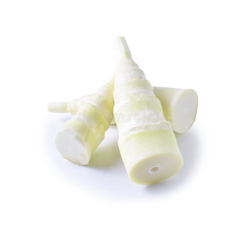 Bamboo Shoot Isolated on White Background Stock Photo Image of vegan