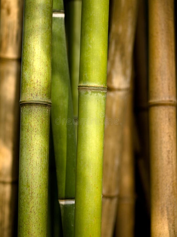 Bamboo shoots stock photo. Image of growth, tropical, nature 7872350