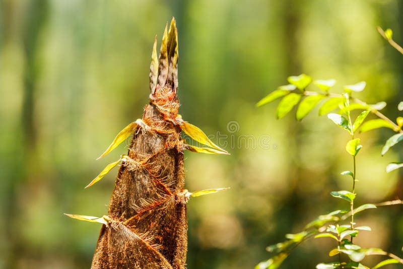 Bamboo Shoots of Bamboo Forest Stock Image Image of oriental, forest