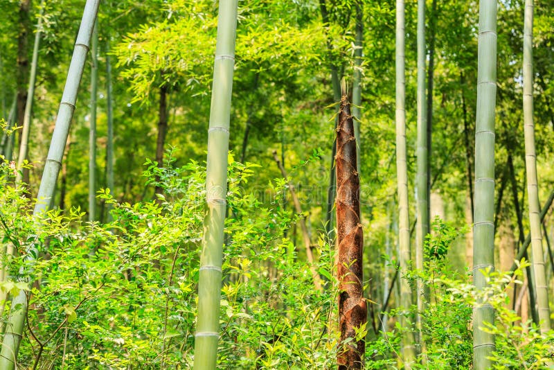 Bamboo Forests Stock Images Download 891 Royalty Free Photos