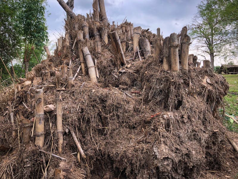 Bamboo shoots dry stock photo. Image of natural, nature 115226084