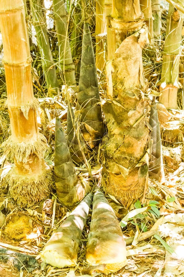 Bamboo shoots stock photo. Image of growth, calm, lush 44245044