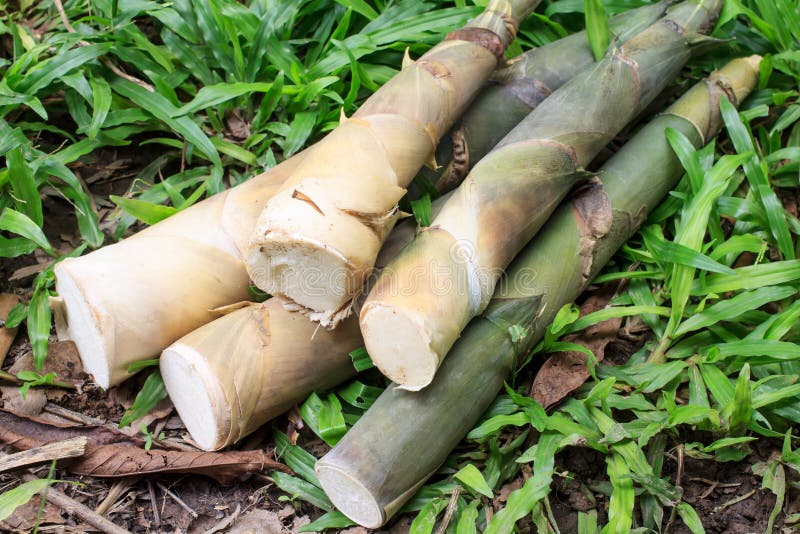 Bamboo shoots stock image. Image of cooking, antioxidant 42459853