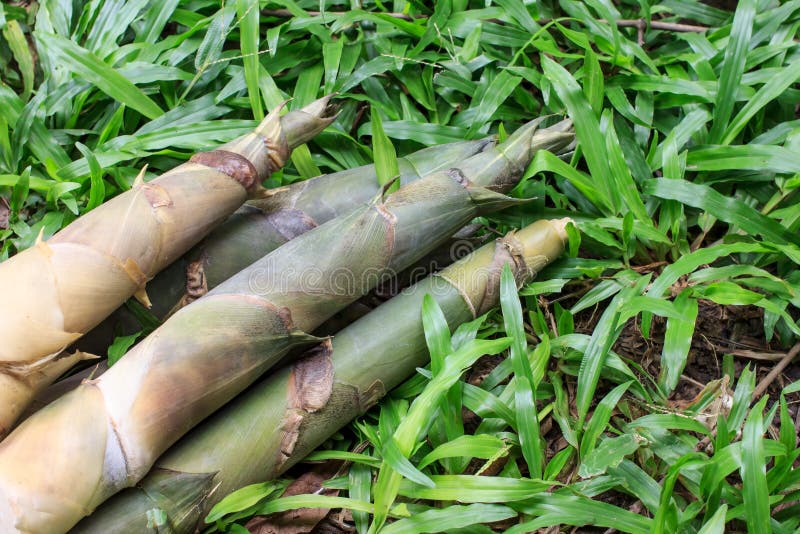Bamboo shoots stock image. Image of asian, nature, edible 42459855
