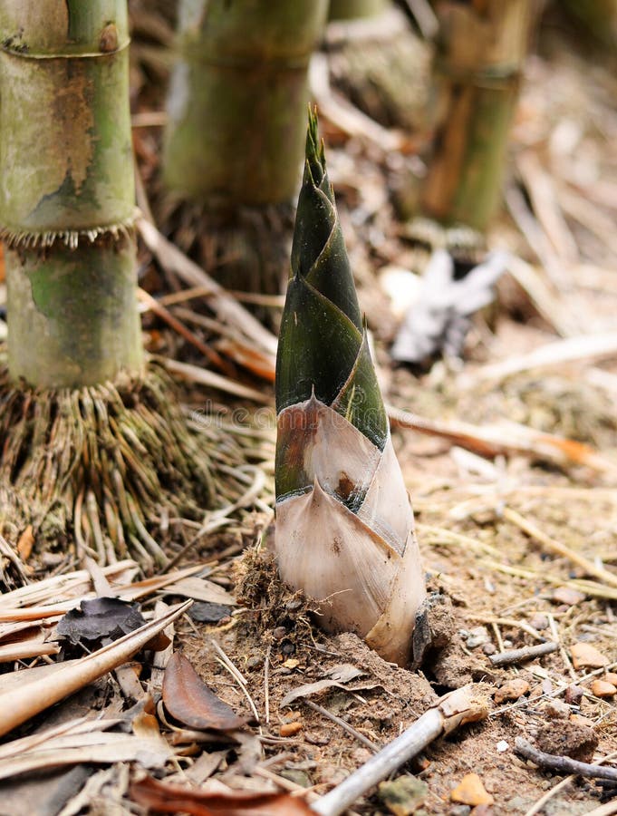 235 Bamboo Shoots Ground Stock Photos Free & RoyaltyFree Stock