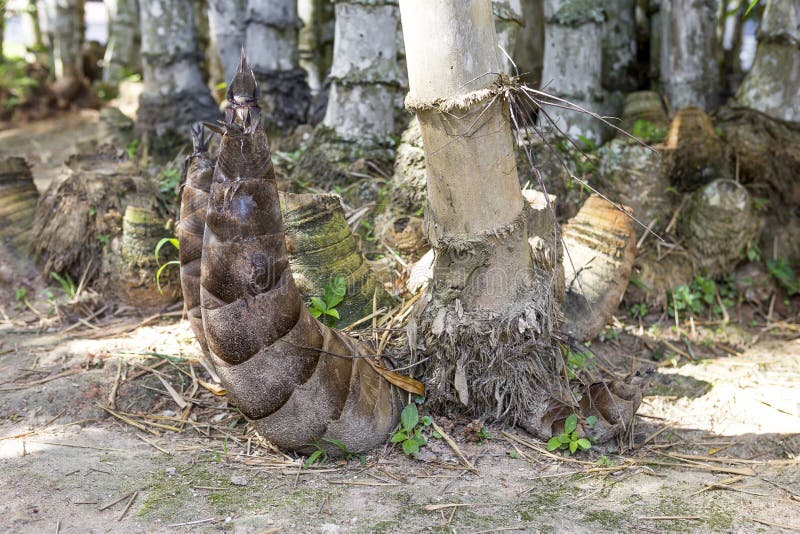 Bamboo Shoots Growing from the Ground Stock Image Image of growth