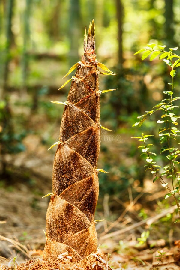 Bamboo Growth stock photo. Image of small, green, lucky 2050036
