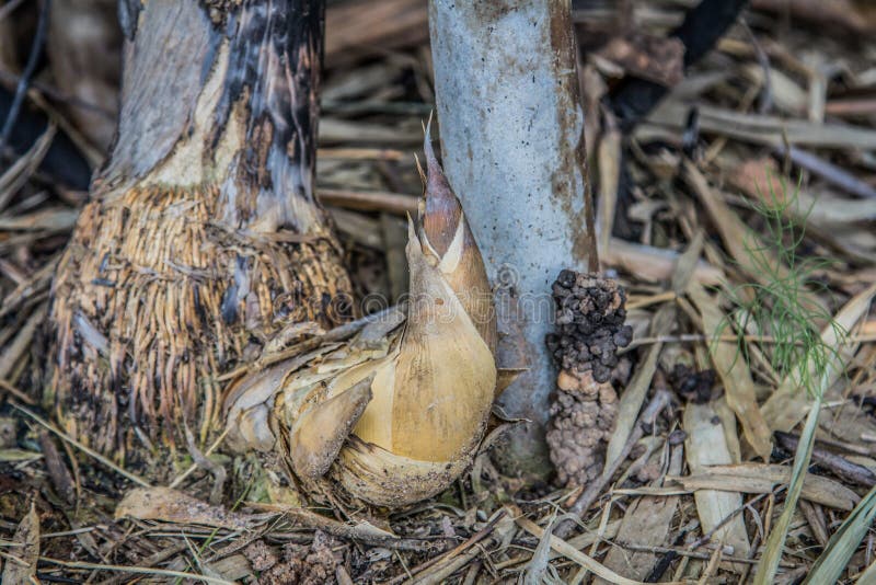 221 Bamboo Shoots Ground Photos Free & RoyaltyFree Stock Photos from