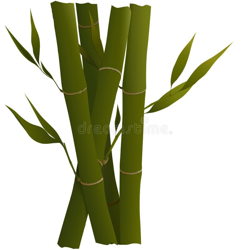 Green bamboo shoots stock vector. Illustration of decorative 22048734