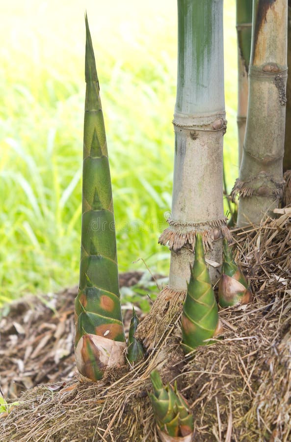 Bamboo shoots stock image. Image of forest, jungle, leaf 33490911