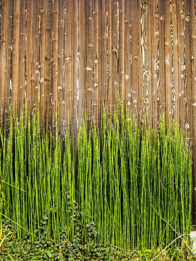 Bamboo shots on wood