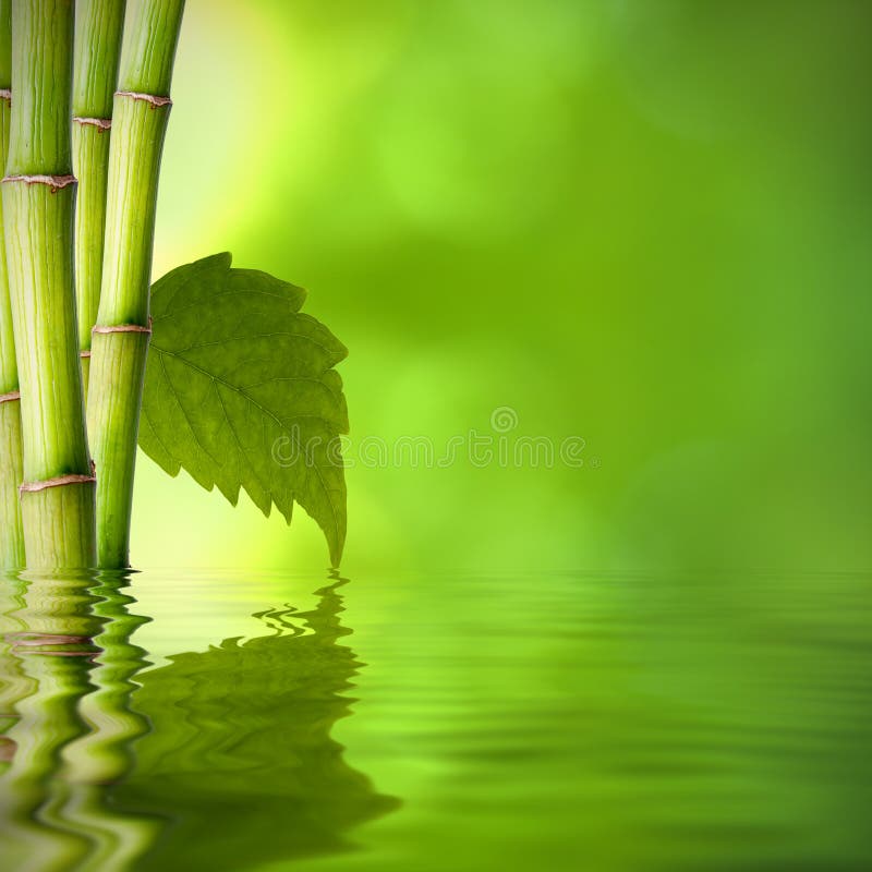 Bamboo spa concept