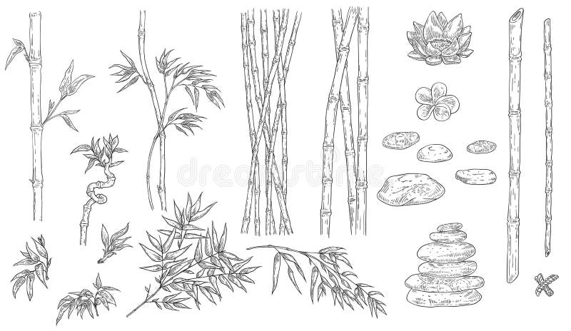 Bamboo Sketch Stock Illustrations – 4,605 Bamboo Sketch Stock Illustrations, Vectors Clipart - Dreamstime Bamboo Sketch Stock Illustrations – 4,605 Bamboo Sketch Stock Illustrations, Vectors Clipart - Dreamstime