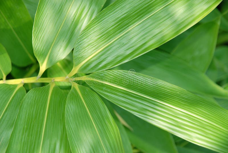 Bamboo sprig - detail stock image