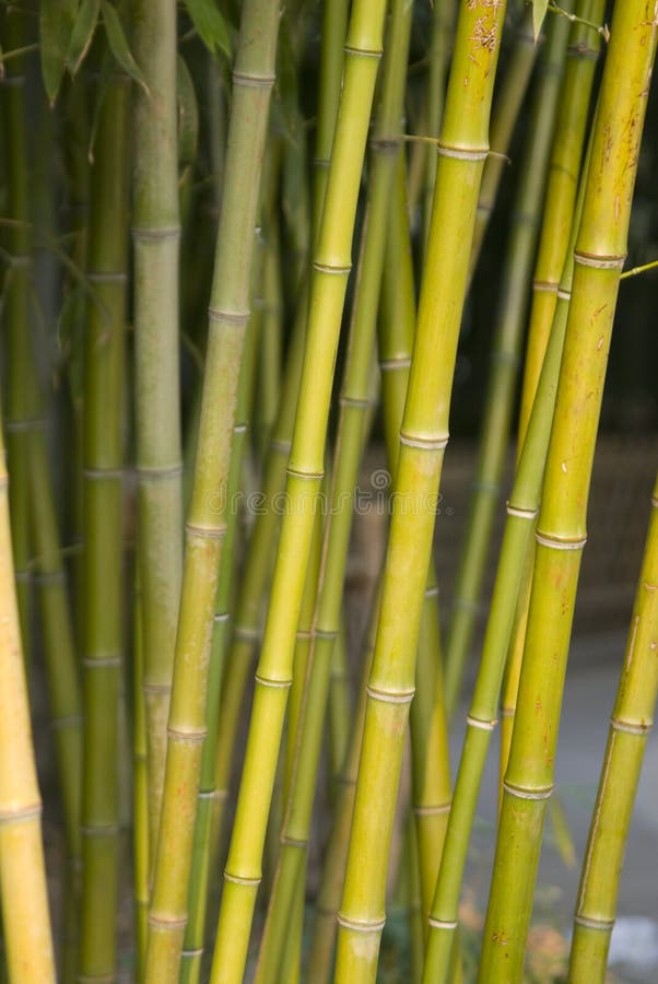 26+ Stalks plant bamboo Free Stock Photos StockFreeImages