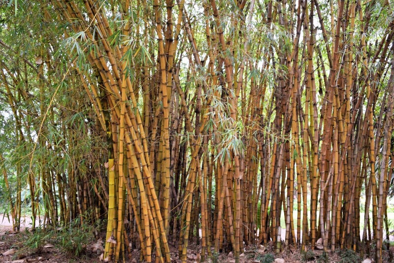 Bamboo stalks stock photo. Image of botanical, growing 91275050