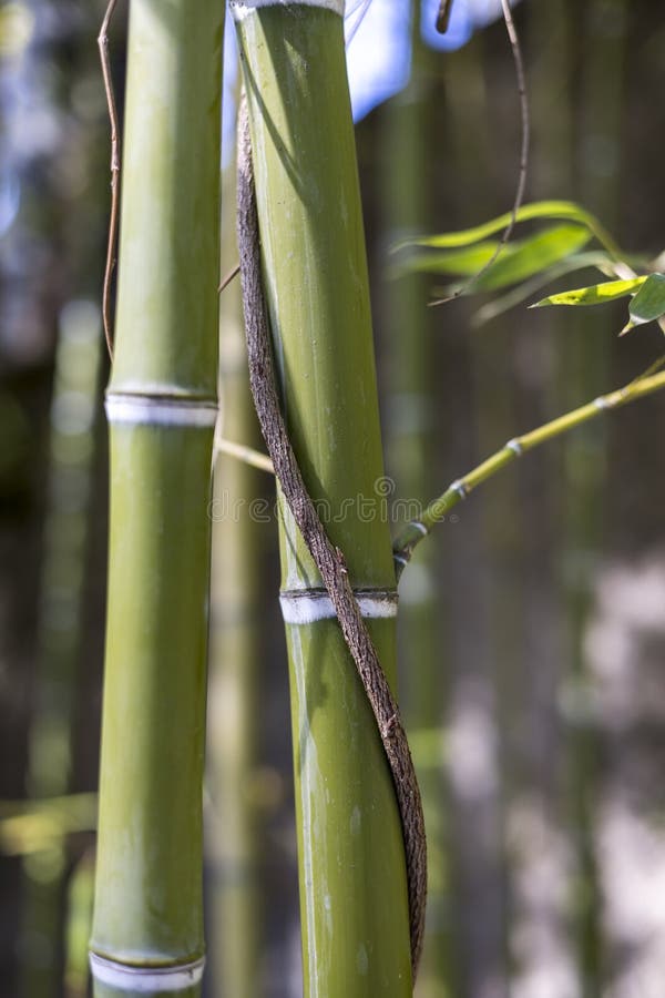 Bamboo Stalks with a Vine Runner Entwining Down the Length Stock Photo