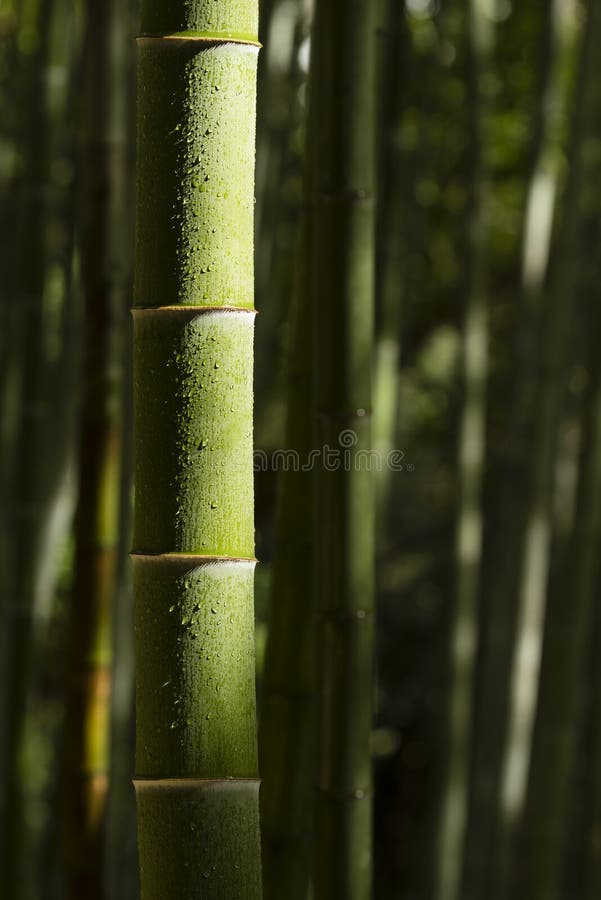 Bamboo Stalks with Water Drops Stock Image Image of drop, freshness 93264623
