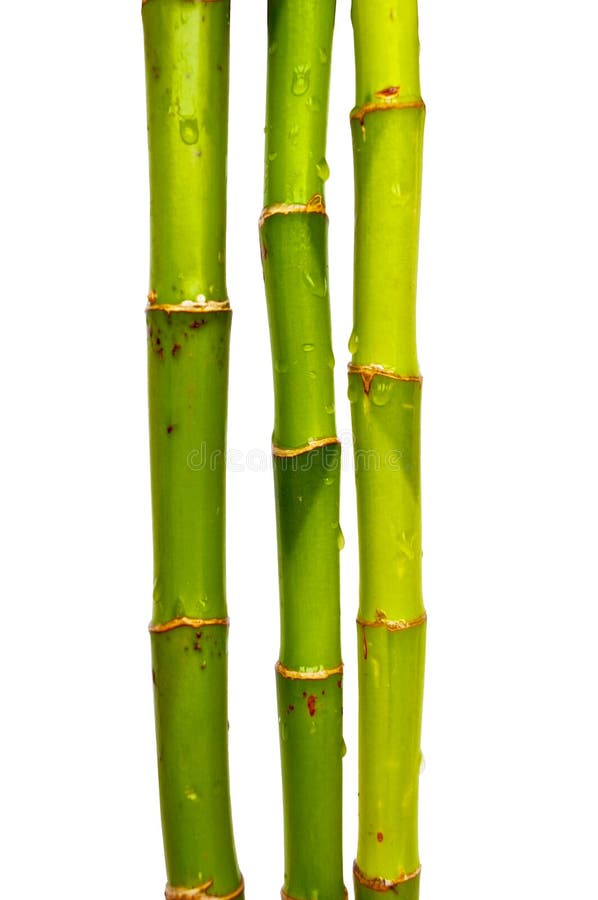 Lucky bamboo stick s vodní kapky izolovaných na bílém pozadí.
