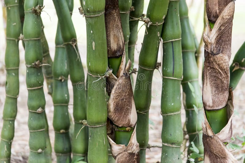 Bamboo sticks closeup stock photo. Image of bamboo, asia 87362580