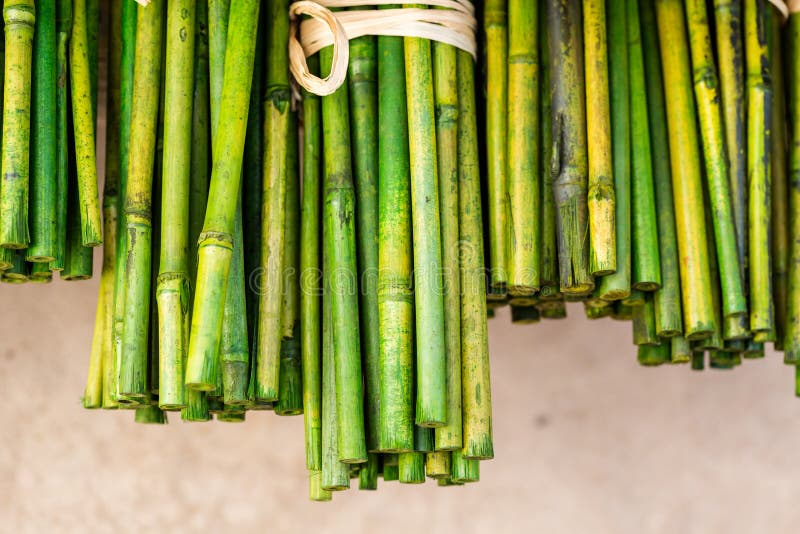 Bamboo sticks stock photo. Image of twig, green, associated 49843490