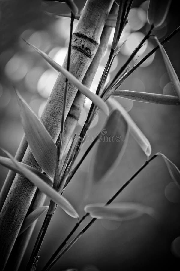 Bamboo sticks growing stock photo. Image of chinese, pattern 22853992