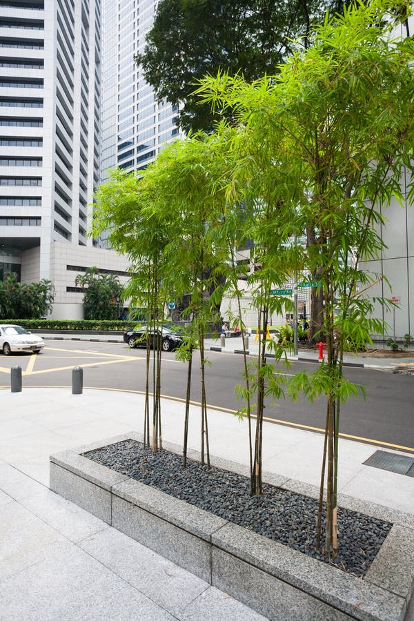 Bamboo on the Street in Singapore Stock Photo Image of lawn, downtown