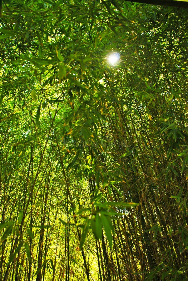 Tall Bamboo Forest with the Sun Peeking through the Top Stock Photo