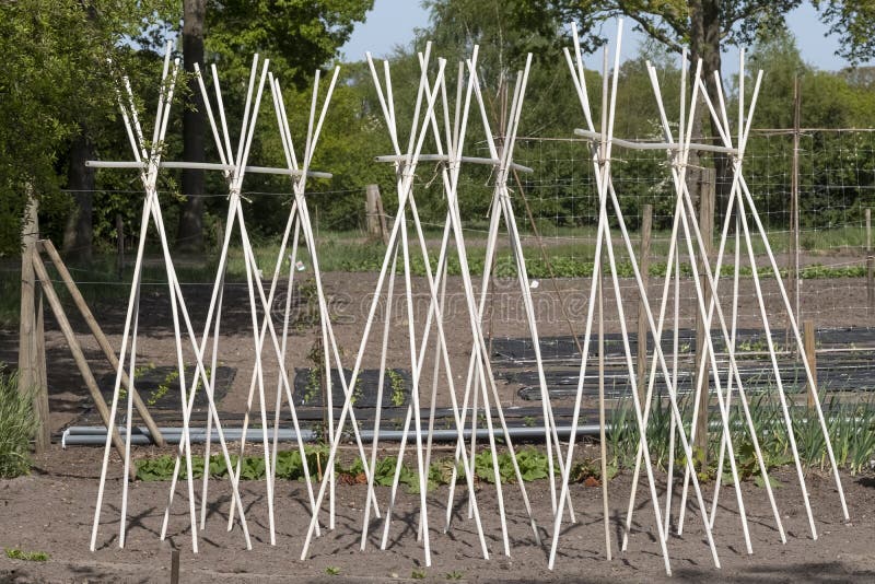 Bamboo a Support Frame Ready for Climbing Beans and Peas in a