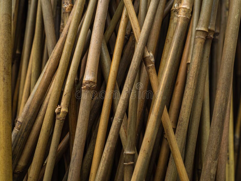 Bamboo Supports for Garden Plants. Thin and Durable Bamboo Rods for