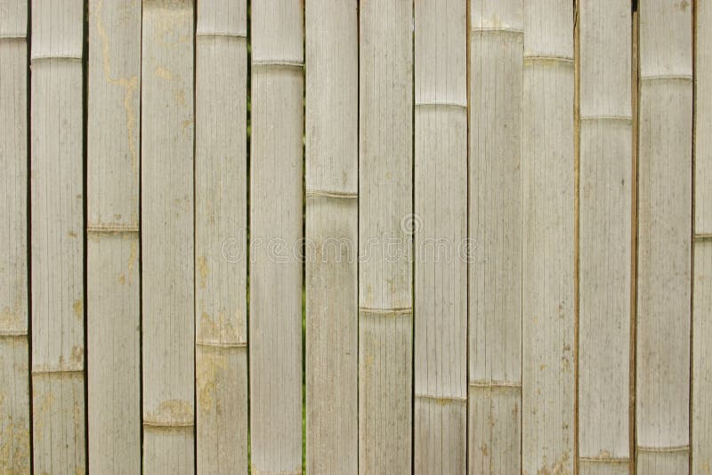 Bamboo texture