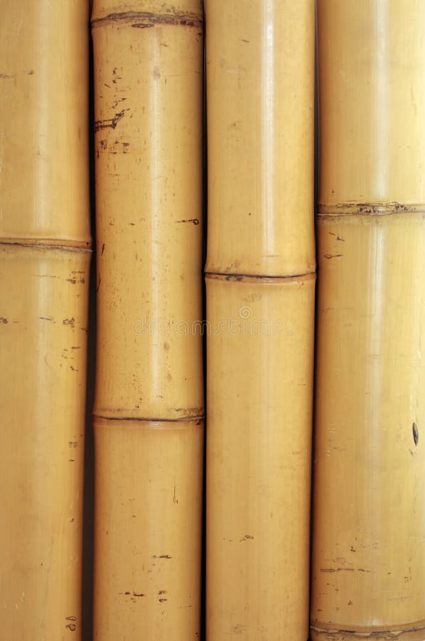 Bamboo texture