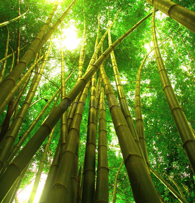 Bamboo tree 3