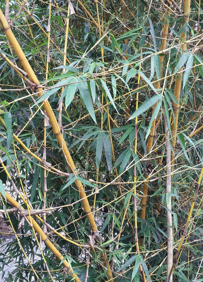 Bamboo Tree with Brown Stems and Lush Green Leaves Stock Image Image