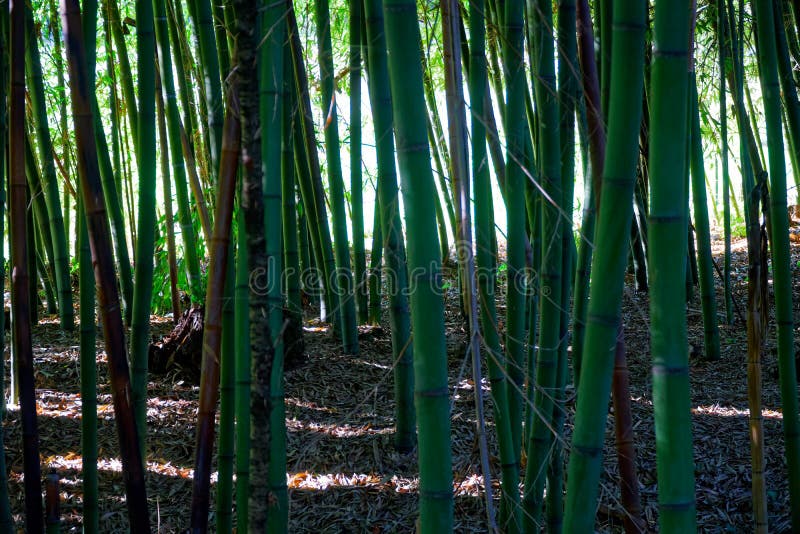 Bamboo Tree Landscape in Tropical Rainforest Stock Photo Image of environment, background
