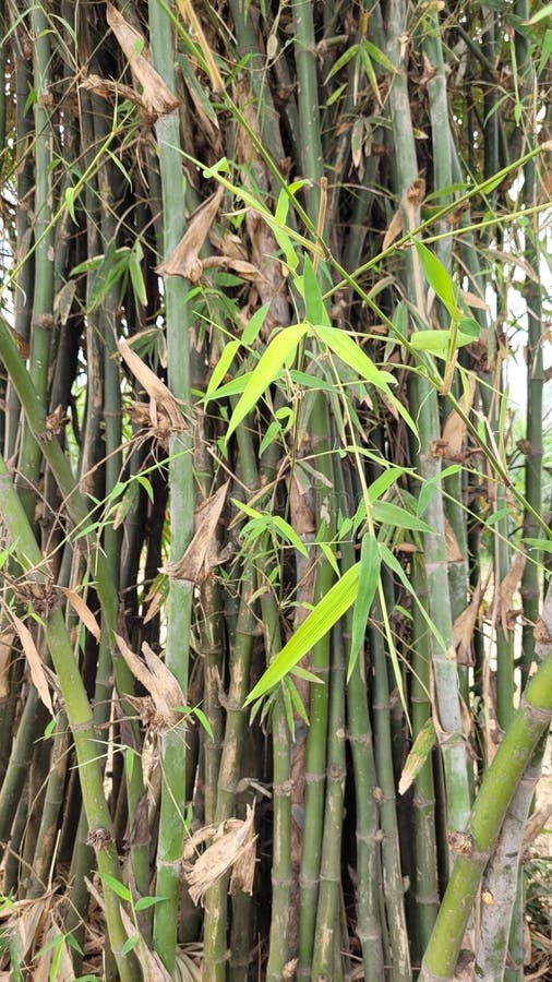 Bamboo tree leaves stock photo. Image of greenery, plant 275979428