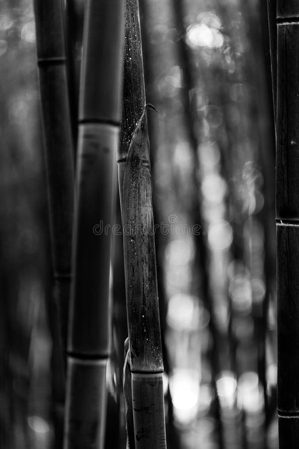 Bamboo tree trunk black and white
