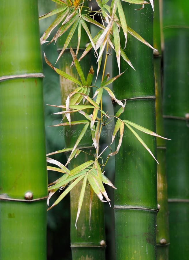 Bamboo stock image. Image of florida, green, colorful 29631213
