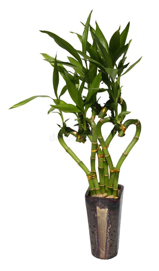 Bamboo in Black Vase stock photo. Image of curly, decoration 65462