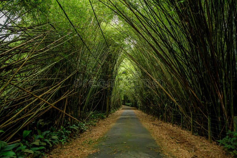 Bamboo Trees Overhang the Road Stock Photo Image of trail, bamboo 173133020
