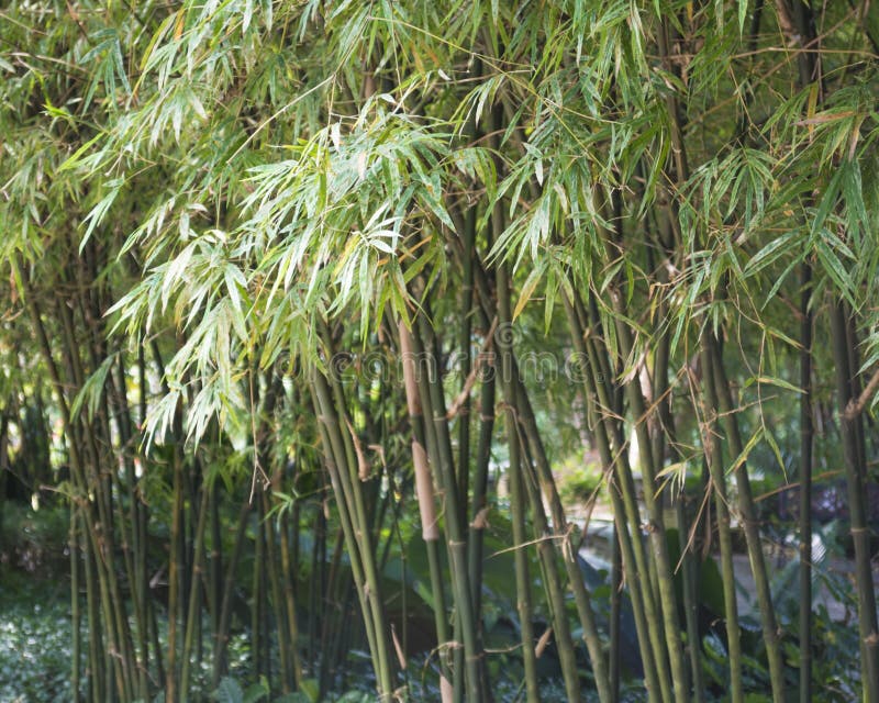 Bamboo trees stock image. Image of nature, grove, japan 39343723