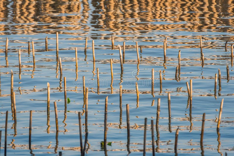 Bamboo Trunks are Supported for Growing Mangrove Sprouts. Select Stock