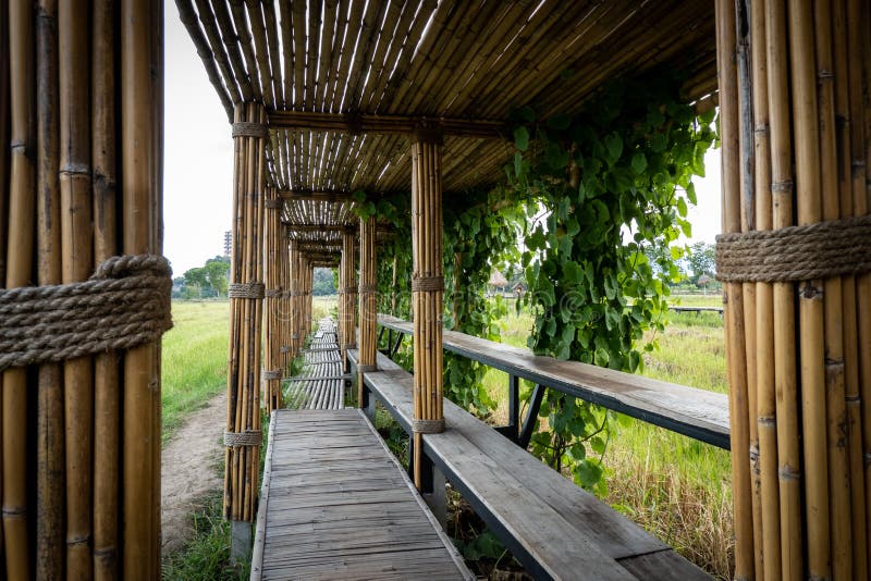 Bamboo Tunnel and Bridge Walk Way To the Rice Field Stock Photo Image