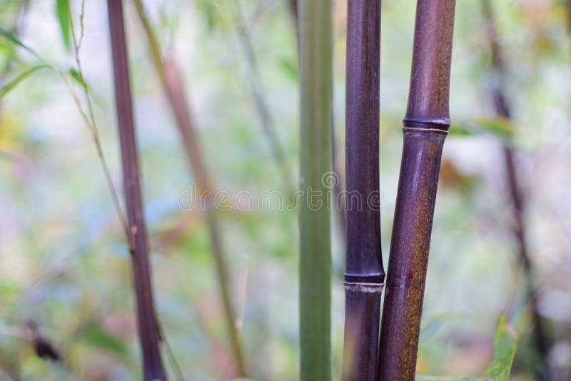 Bamboo Turning Black Stock Photos Free & RoyaltyFree Stock Photos from Dreamstime